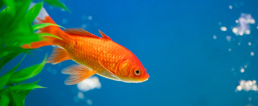 Akvarie tilbehør